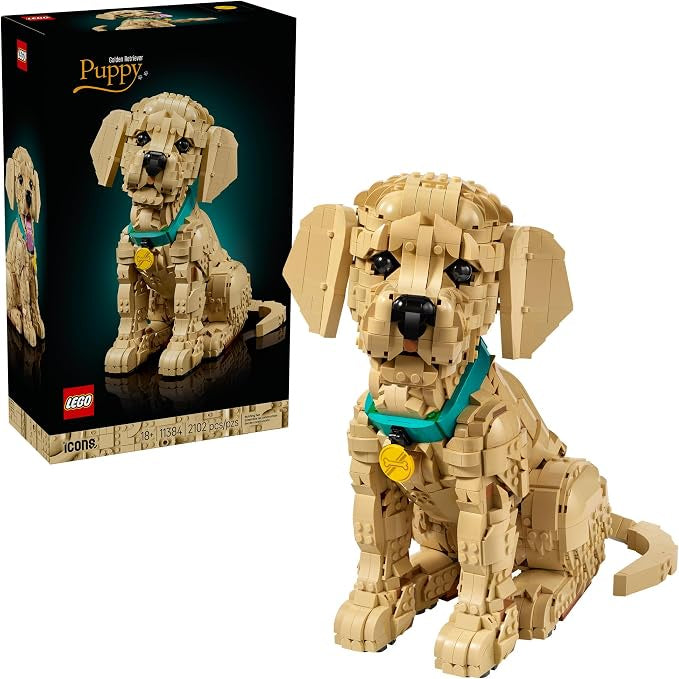 Golden Retriever Puppy