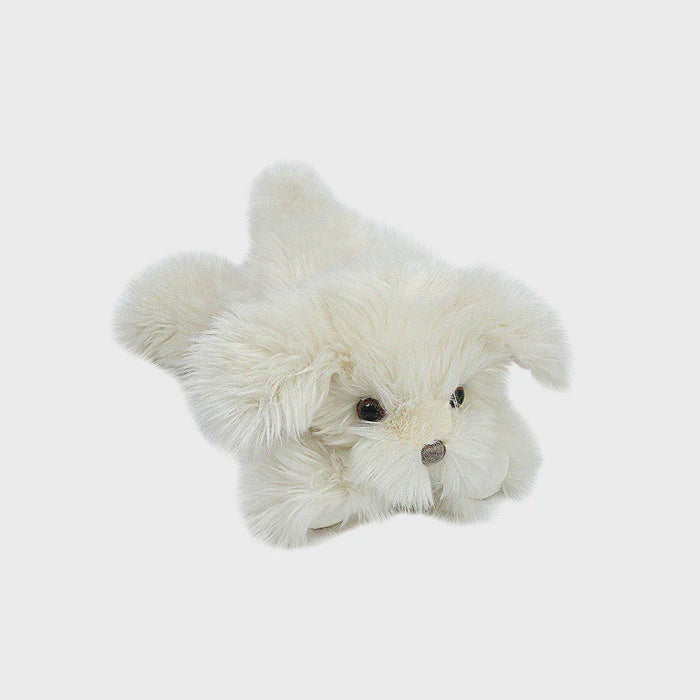 Sugar Maltese Puppy/White