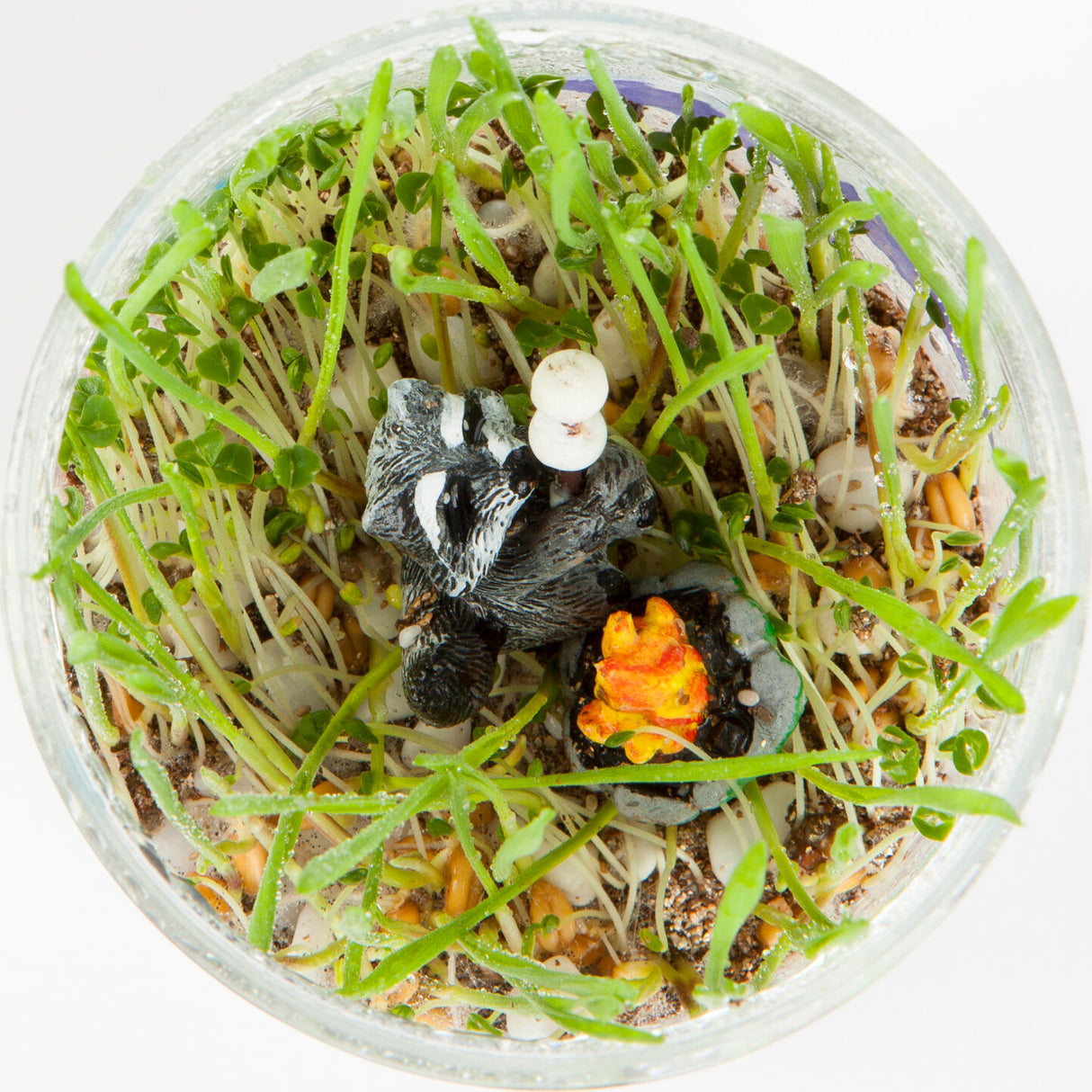 Grow N' Glow Terrarium