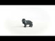 Lop-Eared Rabbit (PLAN)