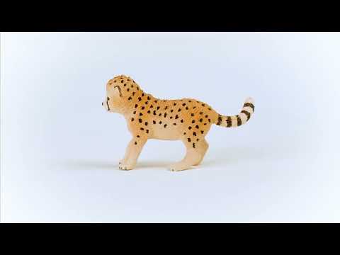 Cheetah Cub