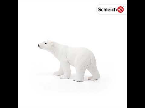 Polar bear PLAN