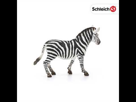 NEW JAN Zebra, female