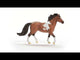 Mangalarga Marchador Stallion