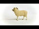 Ram NEW JAN