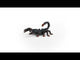 Emperor Scorpion NEW JAN
