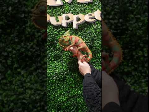 SMALL Chameleon Puppet