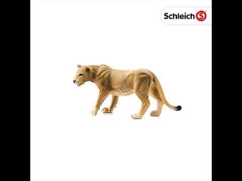 Lioness (Plan)