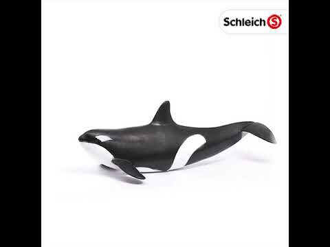 Killer Whale/Orca (PLAN)