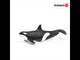 Killer Whale/Orca (PLAN)