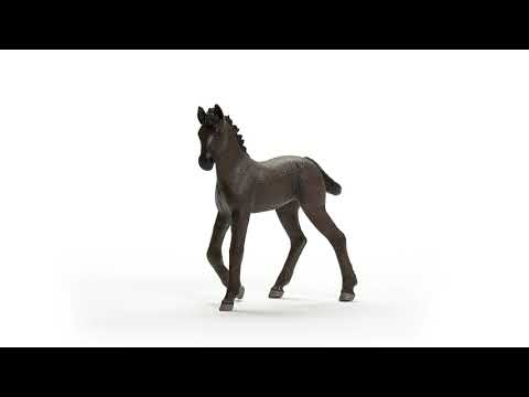 Friesian Foal