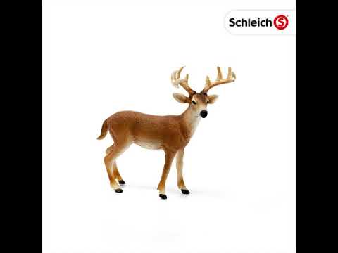 White Tailed Buck (PLAN)