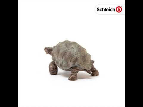 Giant Turtle-2