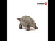 Giant Turtle-2