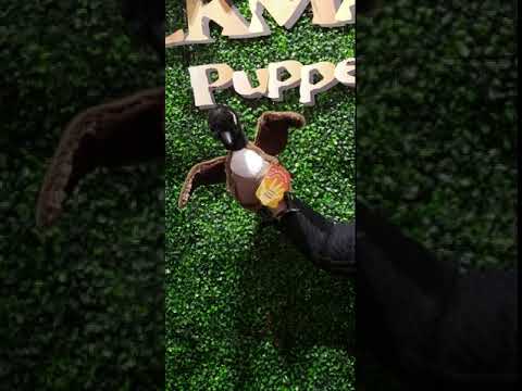 Canada Goose Puppet