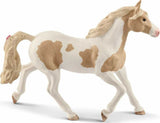 Paint Horse Mare