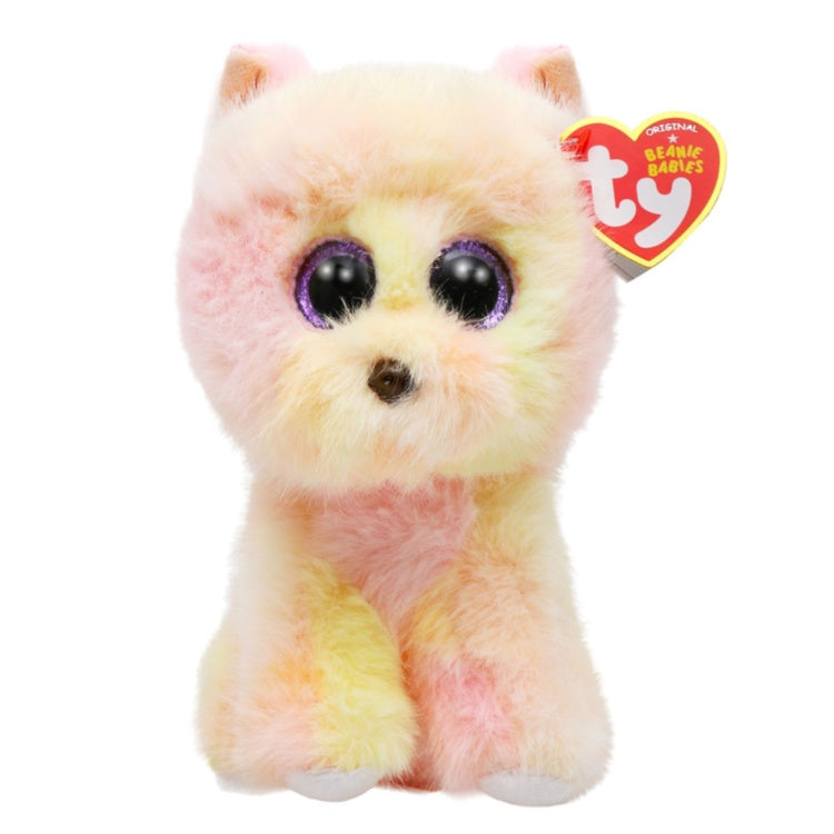 PALMER-Pomeranian Yellow Reg