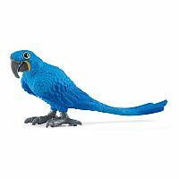 Hyacinth Macaw